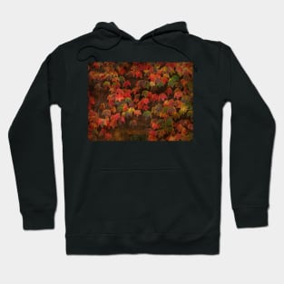 Autumn Most Colourful Hoodie